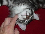 Katze Arwen 4 Monate alt.